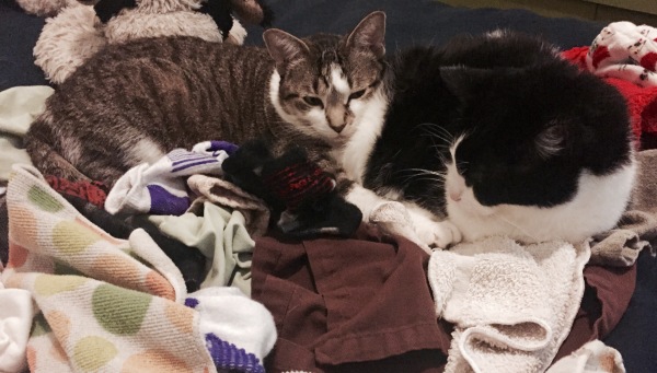 laundry cats